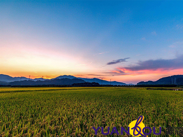 藝術(shù)涂料稻草漆